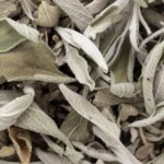 Sauge Blanche en feuilles