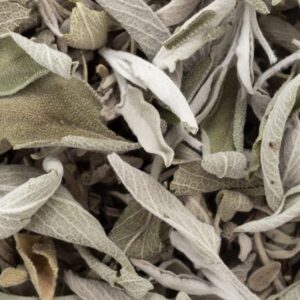 Sauge Blanche en feuilles