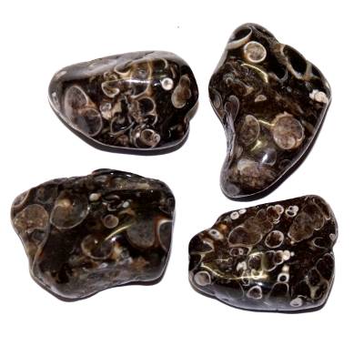 agate fossile turitelle