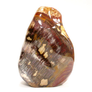 pierre bois fossile