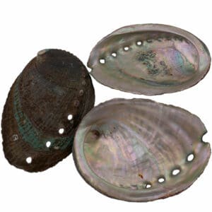 coquillage d'abalone pour sauge blanche