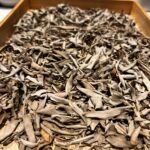 Sauge Blanche en feuille